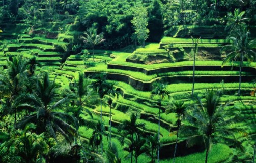 10 Tempat Wisata di Ubud yang Murah 